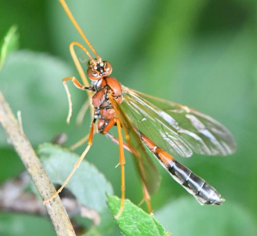 Réf. 322 748 : Eremotylus marginatus
